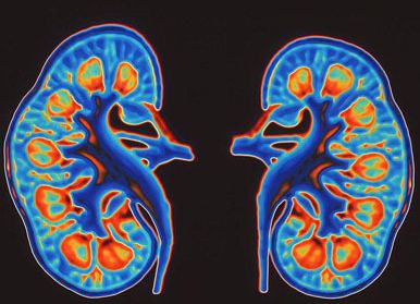 [Animal Experiment]-The first use of adult rat stem cells to culture kidney tissue