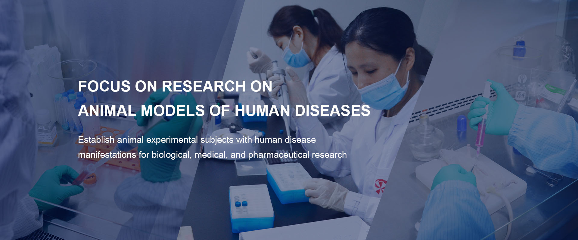人类疾病动物疾病模型研究